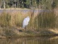 /album/fauna-flora/a12-heron-jpg/
